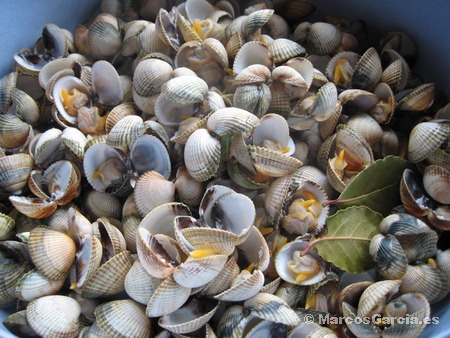 Paella Gallega (Lérez - Pontevedra)